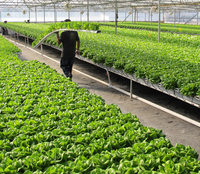 Projets clé en main culture hydroponique de tomates invernadero serre verte à vendre