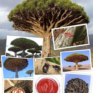 มาส์กเลือดมังกรทอง1000กรัมซ่อมแซมผิวด้วยเจลครีมกระชับผิว - Product Image 6