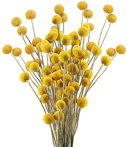 Mini Flor de bola de 1cm, flor <span class=keywords><strong>feliz</strong></span> de piña seca Natural para Arreglo de decoración del hogar para Navidad y Día DE <span class=keywords><strong>LA</strong></span> Madre - Product Image 1