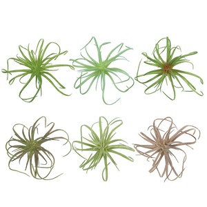 <span class=keywords><strong>Vendita</strong></span> della fabbrica di plastica succulenta falso Tillandsia <span class=keywords><strong>piante</strong></span> artificiali per la decorazione della casa - Product Image 2