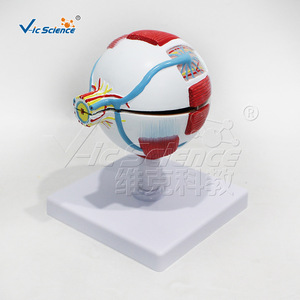 Modèle anatomique grossi 3 fois du globe oculaire, 6 parties, structure du globe oculaire détachable, formation en ophtalmologie pour les écoles de médecine. - Product Image 5