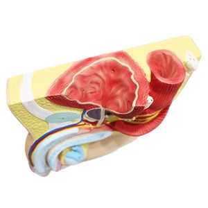 Modèle anatomique de section sagittale pelvienne masculine (1 pièce) - Modèle pédagogique médical illustrant la structure interne. - Product Image 5