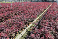 China Fabrik preis echte Bonsai Baumpflanzen Innendekoration Ginkgo Acer Rhododenron