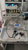 Équipement automatique pour le thé à bulles, modèle à tête unique, machine à faire des bulles de tapioca, mini fabricant de moules à bulles de tapioca