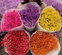 Bunga Gypsophila Kering dan Diawetkan Warna Cerah untuk Dekorasi Rumah, Harga Pabrik Grosir, Keunggulan Harga Natal