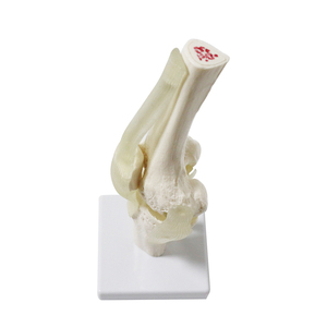 인간 투명 인대 무릎 관절 모델 실물 크기 교육용 해부학 도구 의학 용품 및 장비 - Product Image 6