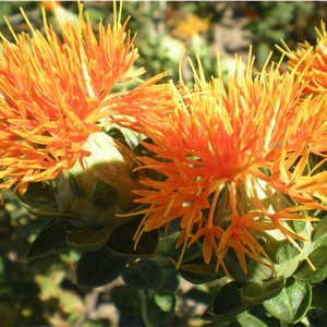 Óleo erval tradicional chinês puro do cártamo 100% usado para promover a circulação sanguínea - Product Image 3