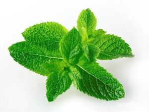 ผู้ผลิตอุปทานน้ำมันสะระแหน่สกัดอาหารเกรดอินทรีย์รสสะระแหน่ผง - Product Image 3