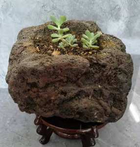 Macetas de <span class=keywords><strong>piedra</strong></span> de roca de Lava volcánica roja para jardín, paisajismo, flores, medianas para plantas - Product Image 6