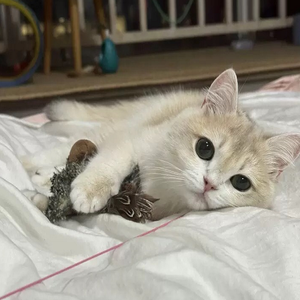 2025 Milieuvriendelijke Luxe Kattenhond Interactief Speelgoed Klappende Vleugels Mus Simulatie Vogel Pluche Geluidseffecten Fluffy - Product Image 4