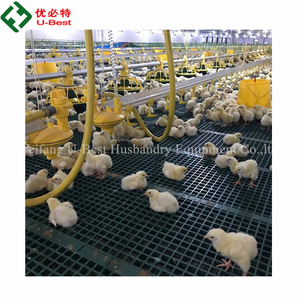Sistemas de cría de suelo de pollos de engorde, equipo de cría de aves de corral con líneas de alimentación de sartén en Bangladesh - Product Image 1