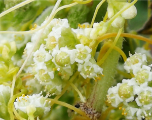 Semente solúvel em água do produto comestível <span class=keywords><strong>natural</strong></span> puro do produto comestível do extrato 10:1 do <span class=keywords><strong>Cuscuta</strong></span> <span class=keywords><strong>Chinensis</strong></span> - Product Image 2