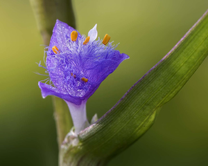 Preço Atacado Ecdysone <span class=keywords><strong>Cyanotis</strong></span> <span class=keywords><strong>Vaga</strong></span> Extrato Bulk Ecdysone Em Pó - Product Image 4