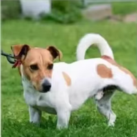 Gazon artificiel pour animaux de compagnie, avec support respirant pour éviter l'accumulation d'eau, pelouse facile à nettoyer pour l'aire de toilette des animaux