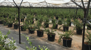 Macetas de plástico duraderas, de pierna larga, 25 <span class=keywords><strong>litros</strong></span>, <span class=keywords><strong>30</strong></span> <span class=keywords><strong>litros</strong></span> - Product Image 6