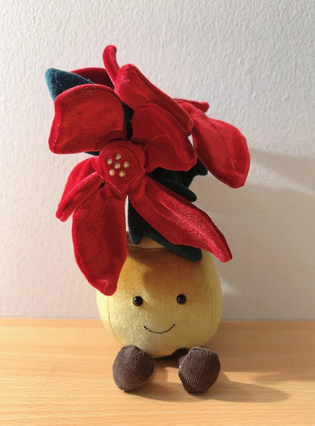 Plante en pot Poinsettia 24cm - sac bleu 3b offert