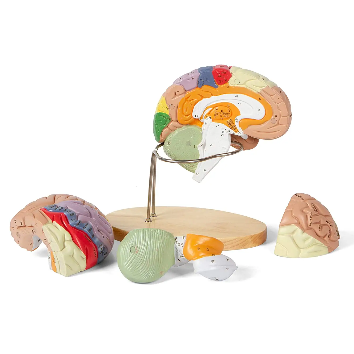 Готов к отправке, медицинская модель человеческого черепа в натуральную величину, 3d модель мозга, анатомия, модель мозга, анатомия