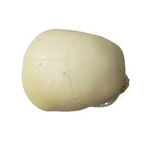 Modelo de cráneo infantil de PVC de <span class=keywords><strong>ciencia</strong></span> médica, modelo de esqueleto de plástico para entrenamiento pediátrico y estudio de anatomía en hospitales - Product Image 4