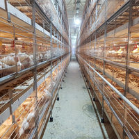 Système de batterie entièrement automatique de type H pour l'élevage de volailles Cages de batterie galvanisées pour poules pondeuses neuves