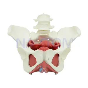 Female pelvic cavity model pelvis bone medical gift PNT-0589-3