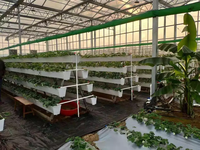 Gouttière en plastique pour culture de fraises sans sol
