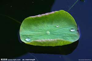 מפעל הסיטונאי חומר גלם בלוטוס עלה תמצית נוציפירוס אבקת פוליום - Product Image 6