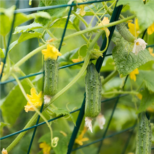 Treillis de concombre pliable à cadre en A pour supports de culture de légumes de jardin à lit surélevé - Product Image 6