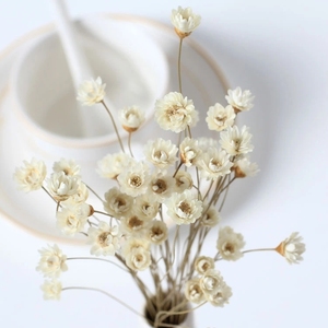 LUYI - Vente en gros de petites fleurs séchées naturelles brésiliennes (étoiles et mini marguerites) pour la Fête des Mères et Noël - Product Image 4