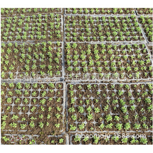 <b>Plastic</b> Seedling <b>Trays</b> Rectangle Multi Cavity Mold Drainage Hole For Nursery Use - Product Image 1