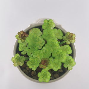 Witte Geglazuurde Keramische Bloempot Met Voeten Sappige Plantenbak Voor Huis-En Tuindecoratie - Product Image 4