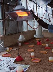 THD2606 riscaldatore a Gas per pollame altre attrezzature per la zootecnia per industrie in serra - Product Image 6