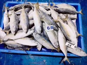Factory Price Frozen Fish Indian Mackerel Of Good Price And Good Quality