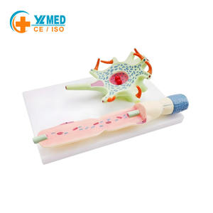 Modè<span class=keywords><strong>le</strong></span> d'amplification des neurones pour l'enseignement de l'anatomie humaine à usage médical, deux parties, structure des fibres nerveuses, anatomie médicale du <span class=keywords><strong>cerveau</strong></span> - Product Image 1