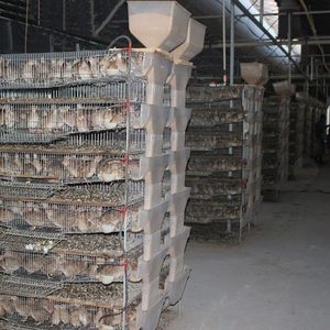 Cages d'élevage de cailles pour l'agriculture avicole, cages à batterie pour cailles pondeuses à vendre - Product Image 6
