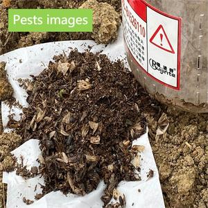 Lámpara <span class=keywords><strong>Insecticida</strong></span> Solar LED, Equipo de Control de Plagas Nuevo, Profesional, de Alta Calidad, a Precio Atractivo - Product Image 5