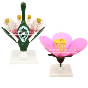 Modèle de fleur, modèle agrandi de la structure interne d'une fleur, diverses fleurs pour la biologie au collège et au lycée - Product Image 4