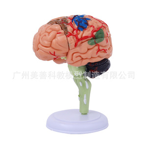 Modèle de cerveau humain, vaisseaux sanguins cérébraux et nerfs, anatomie du cerveau 4D, modèle d'enseignement médical, 31 pièces détachables - Product Image 4