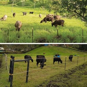 Palo a T in Metallo Resistente Stile USA / Palo per Recinzione Verde in Acciaio a Basso Tenore di Carbonio - Product Image 4