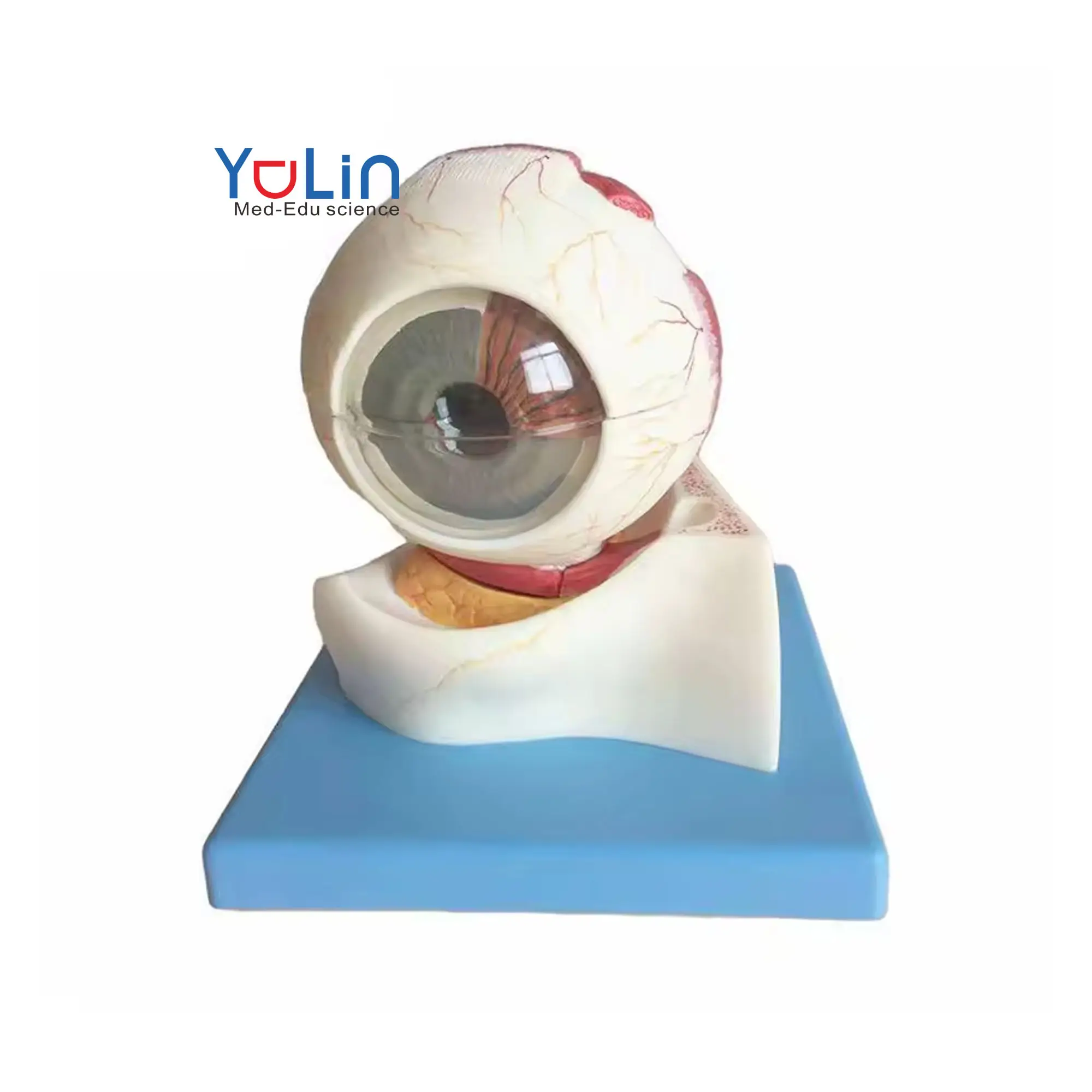 Professional version of medical teaching demonstration Eyeball detachable eye model eyeball with Educational Supply