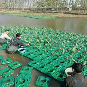 Combinado paisaje Artificial isla flotante ecológica para restauración de Río - Product Image 4