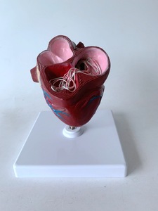Modelo de anatomía visceral Animal para enseñar a perros, <span class=keywords><strong>Dirofilaria</strong></span> visceral patológica Immitis, modelo anatómico de corazón de perro - Product Image 3