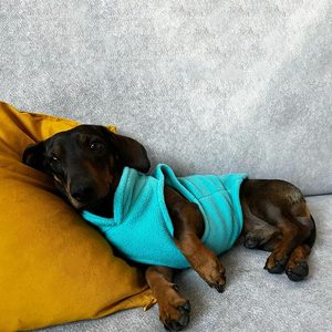 סוודר כלבים מפליז, וסט חורפי חם, מעיל, ג'קט, פולובר עם רצועת D-Ring לגורים קטנים, דאקל, יורקשייר, צ'יוואווה - Product Image 2