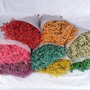 Otras Flores y Plantas Decorativas, Flores de Gypsophila <span class=keywords><strong>Preservadas</strong></span> Coloridas, 1 KG por Ramo - Product Image 1