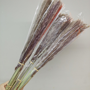 SZ0480 vente <span class=keywords><strong>en</strong></span> gros de Pampas naturelles grises décoration de la maison Pampas Mini herbe de Pampas séchée personnalisée <span class=keywords><strong>en</strong></span> <span class=keywords><strong>vrac</strong></span> - Product Image 6