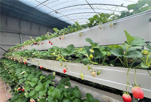 Kích thước khác nhau trồng dài máng xối Dâu Tây Trang trại một loại dọc phát triển năng suất cao nông nghiệp nhà kính - Product Image 4