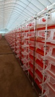 Cages en batterie pour poules pondeuses en plastique avec courroies pour la production d'œufs