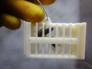 Dispositif d'introduction de reines, outil d'apiculture, cage à reines en plastique pour apiculteur - Product Image 3