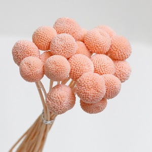 Arrangements de bouquets de plantes <span class=keywords><strong>séchées</strong></span> naturelles Craspedia Globosa, <span class=keywords><strong>fleurs</strong></span> <span class=keywords><strong>séchées</strong></span> jaunes Billy Buttons, bouquets décoratifs - Product Image 3