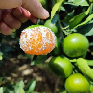 Yunnan peau verte mandarines 4.5kg boîte entière saisonnier <span class=keywords><strong>fruits</strong></span> fraîchement cueillis femmes enceintes mandarines aigres <span class=keywords><strong>fruits</strong></span> <span class=keywords><strong>secs</strong></span> en gros - Product Image 2