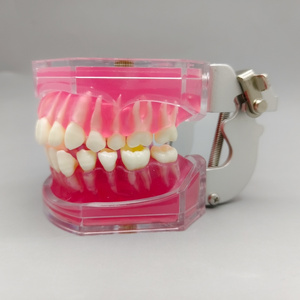 Werks rabatt Weiches Silikon Adult Full Mouth Abnehmbares Zahn modell für medizinische und pädagogische Zwecke - Product Image 4